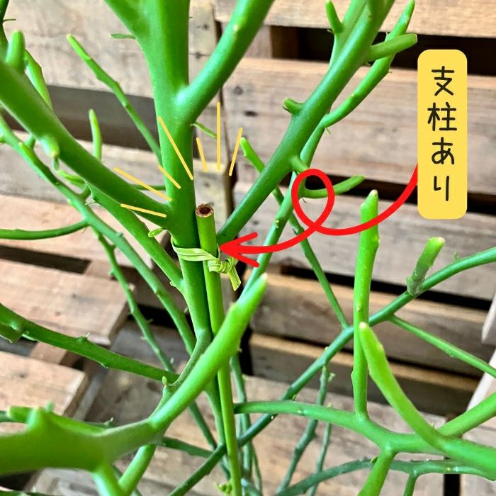 観葉植物現品販売