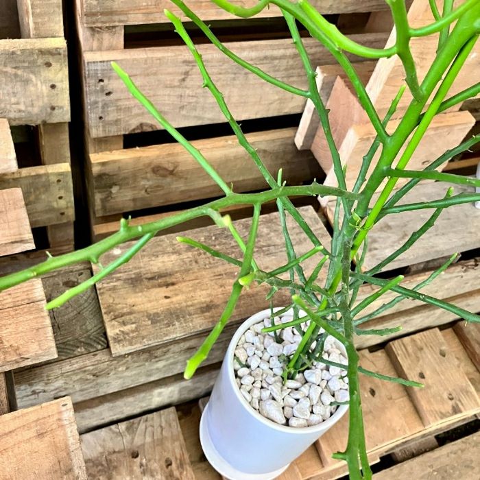 観葉植物現品販売