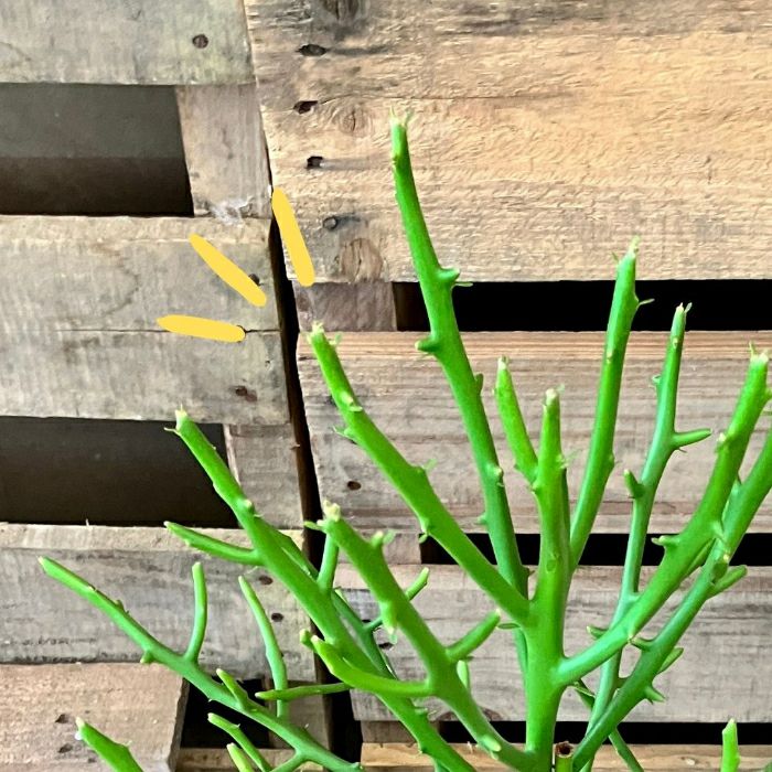 観葉植物現品販売