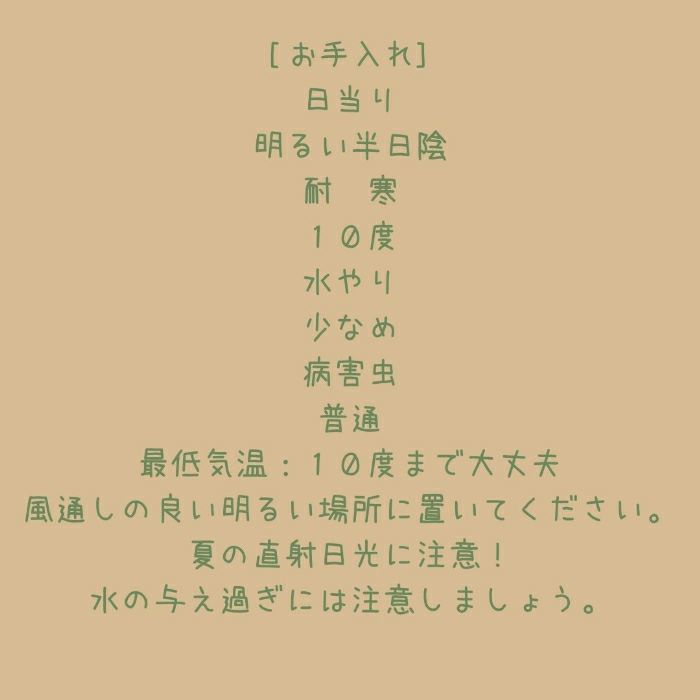 観葉植物現品販売