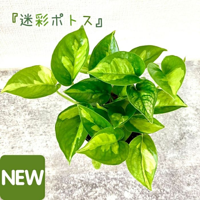 観葉植物現品販売