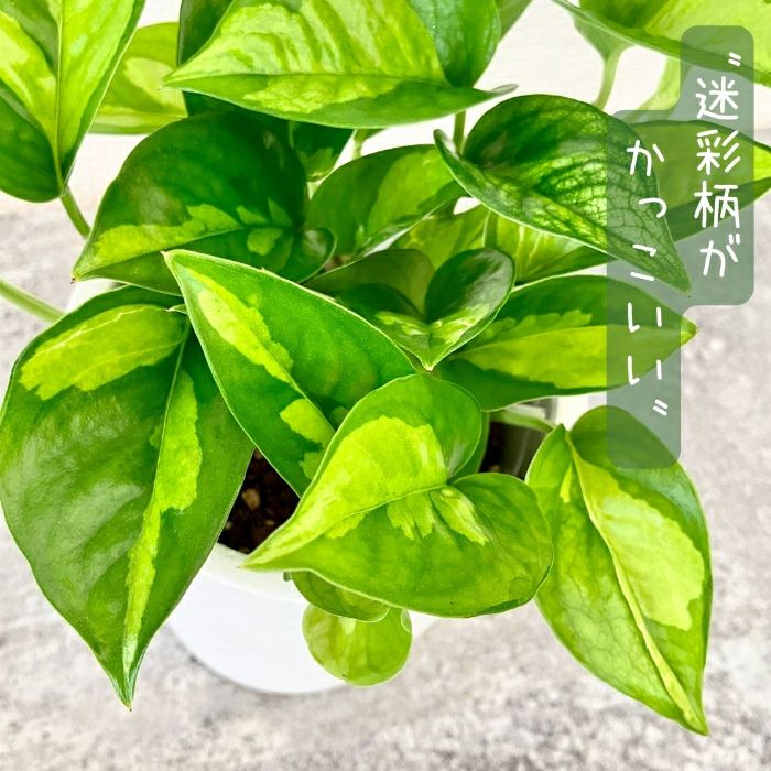 観葉植物現品販売