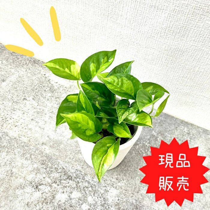観葉植物現品販売