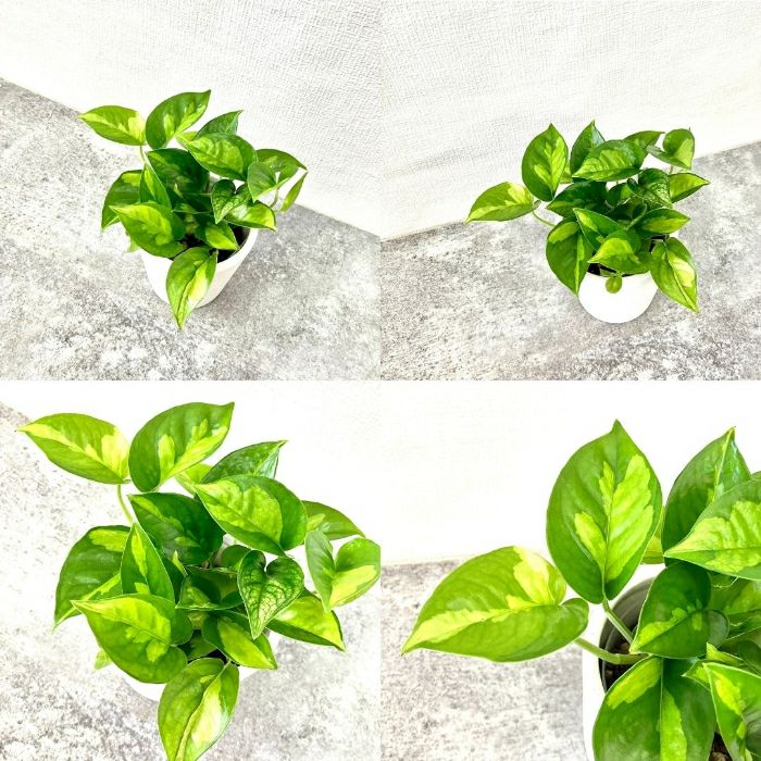 観葉植物現品販売