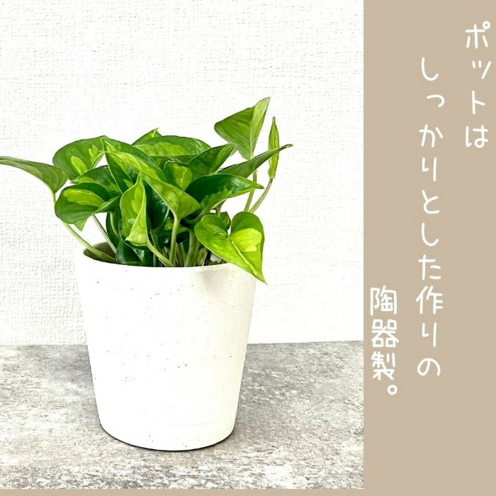 観葉植物現品販売