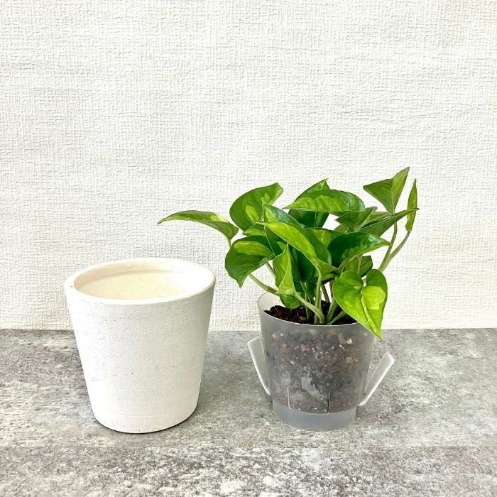 観葉植物現品販売