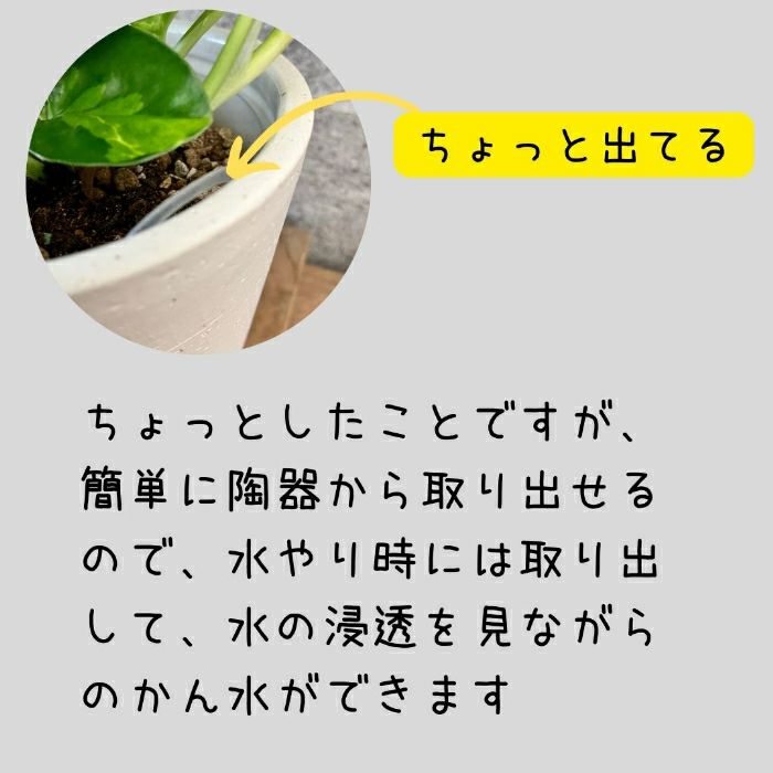 観葉植物現品販売