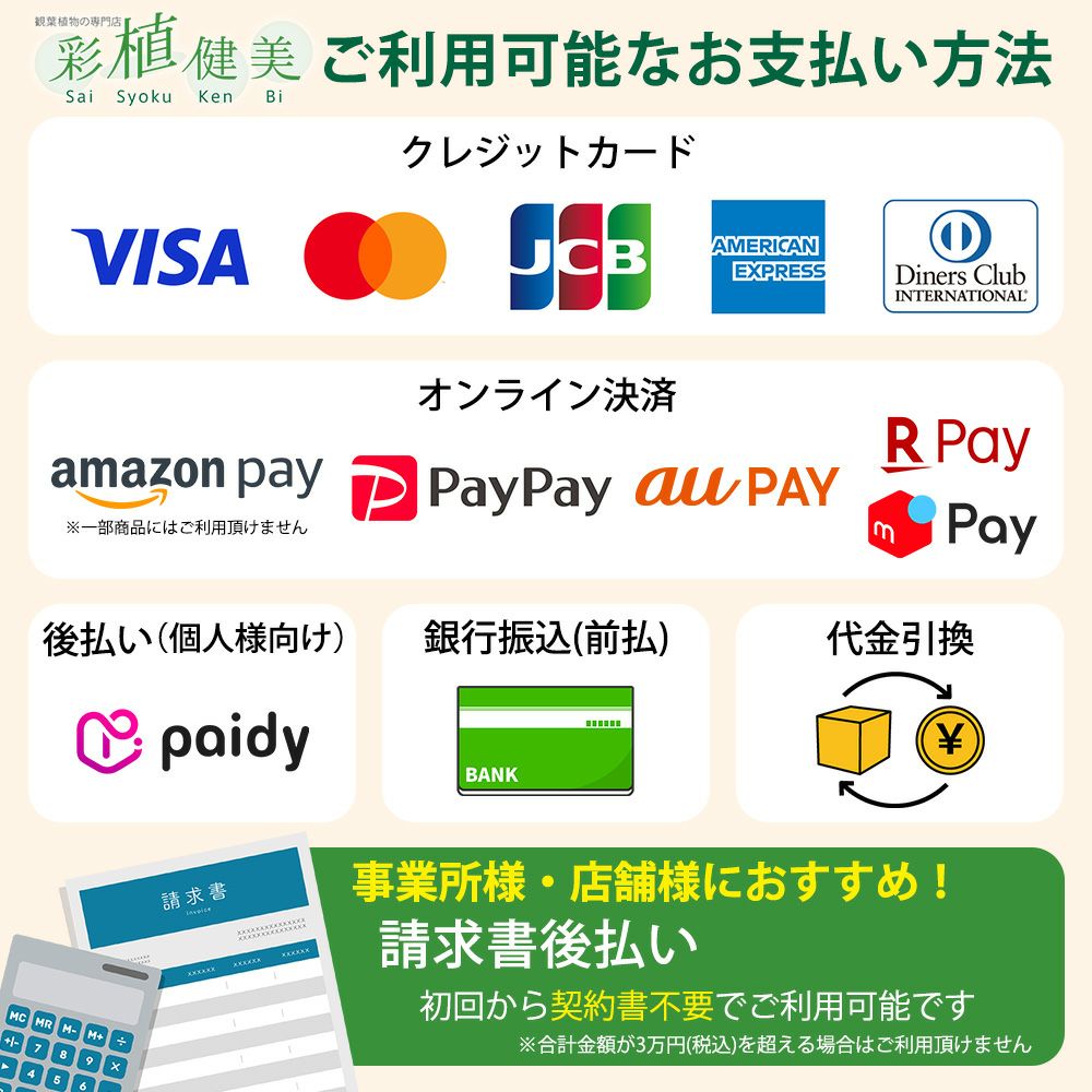 観葉植物現品販売