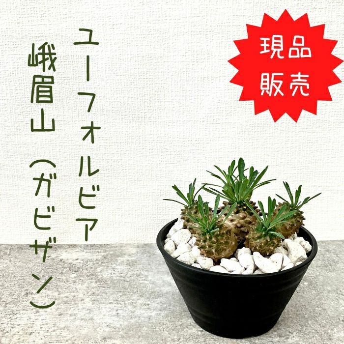 観葉植物現品販売
