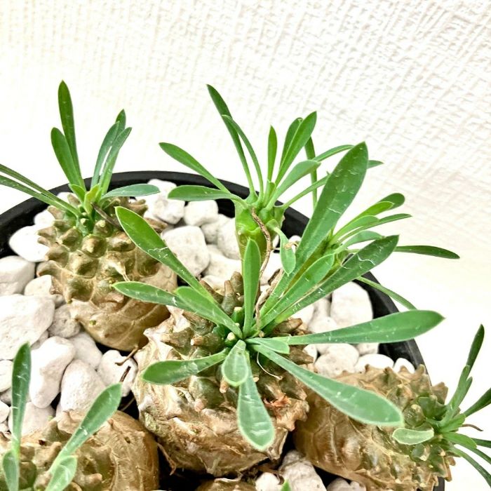 観葉植物現品販売