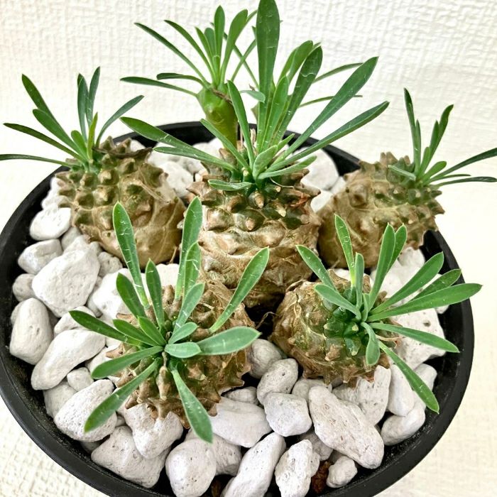 観葉植物現品販売