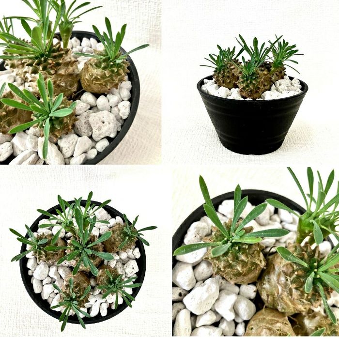 観葉植物現品販売