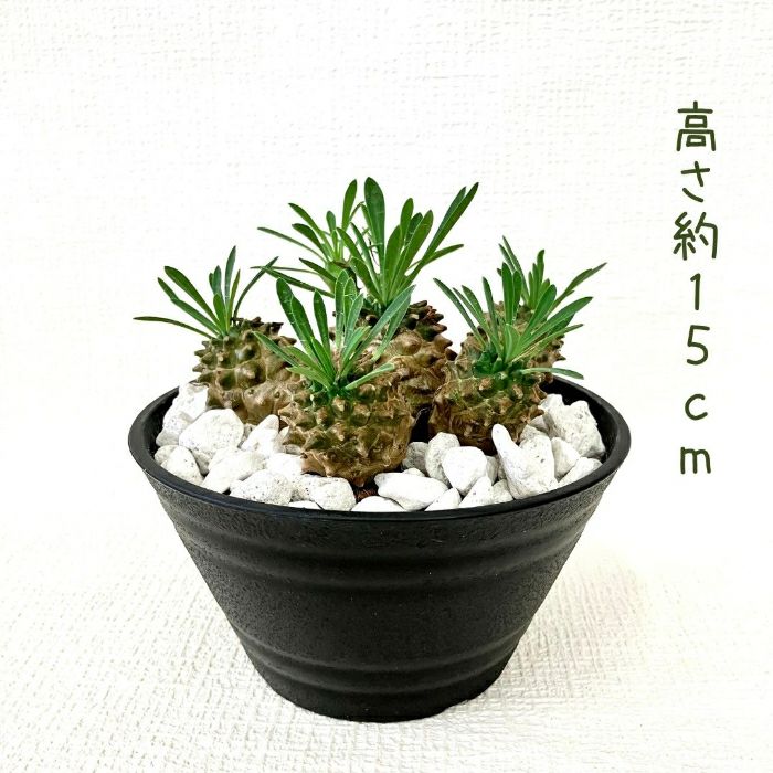 観葉植物現品販売