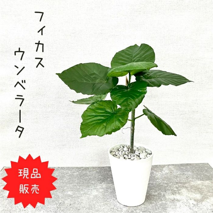 観葉植物現品販売