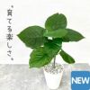 観葉植物現品販売