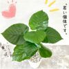 観葉植物現品販売
