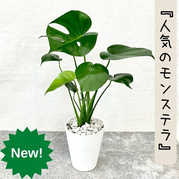 観葉植物現品販売