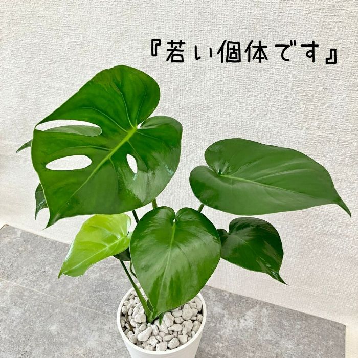観葉植物現品販売