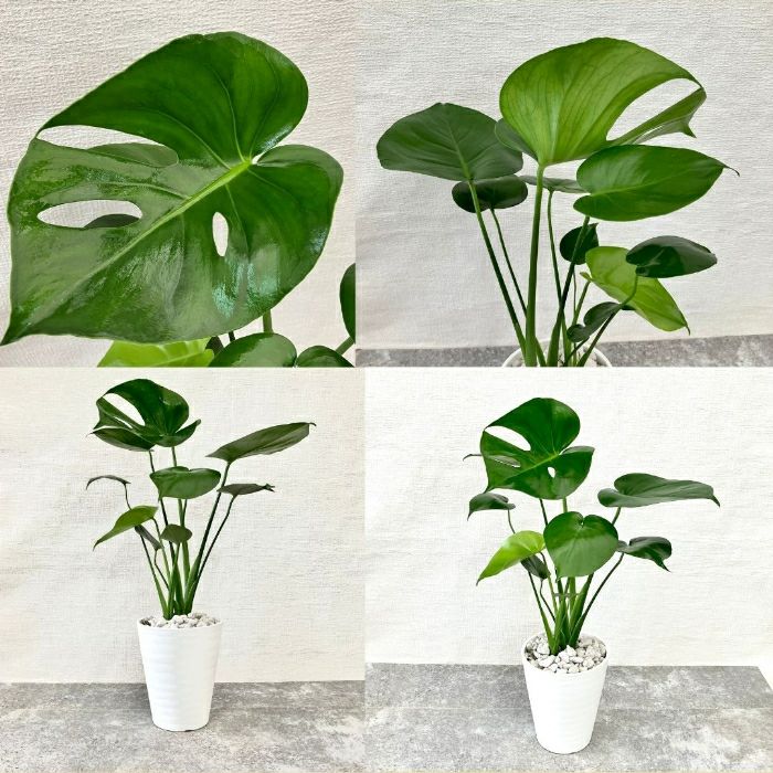 観葉植物現品販売