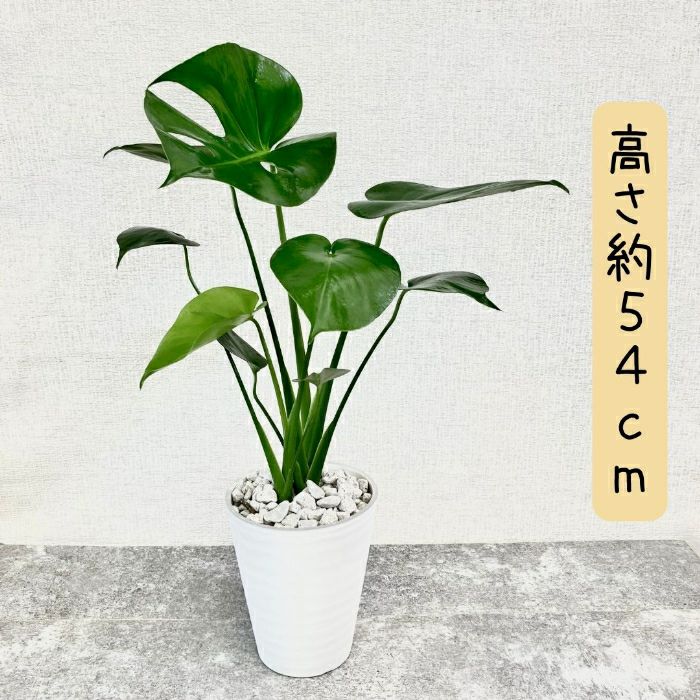 観葉植物現品販売