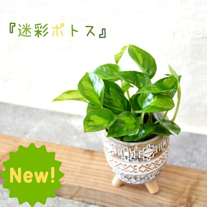 観葉植物現品販売