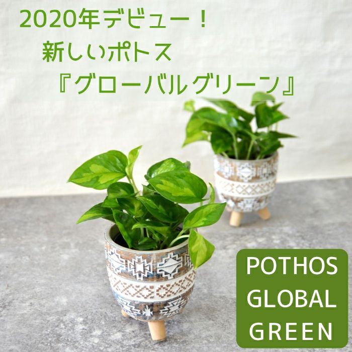 観葉植物現品販売