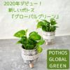 観葉植物現品販売