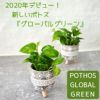 観葉植物現品販売