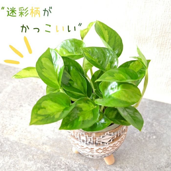 観葉植物現品販売