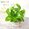 観葉植物現品販売