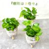 観葉植物現品販売