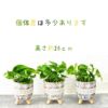 観葉植物現品販売