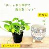 観葉植物現品販売