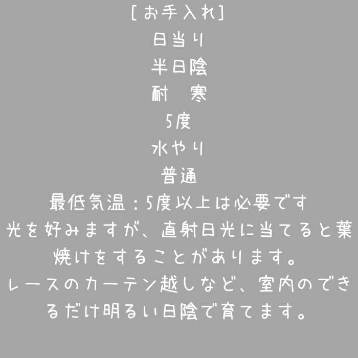 観葉植物現品販売