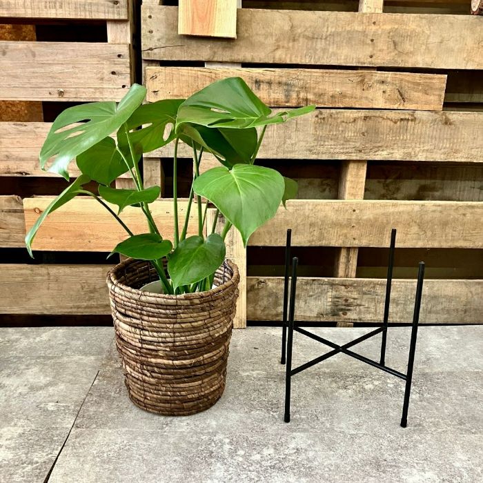 観葉植物現品販売