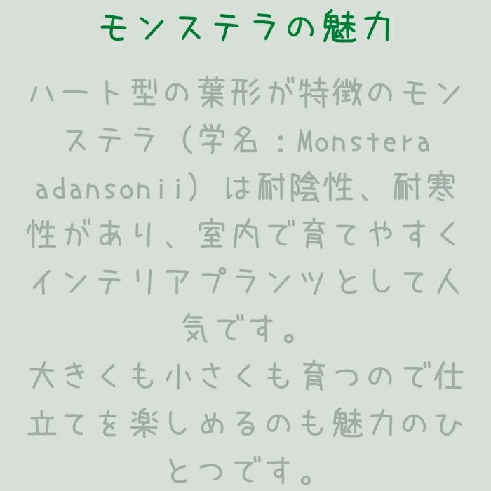 観葉植物現品販売