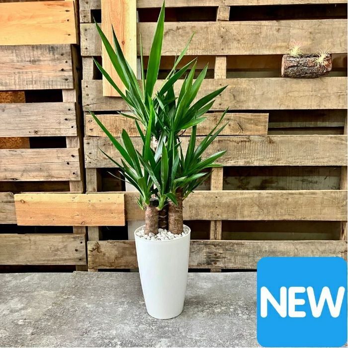 観葉植物現品販売