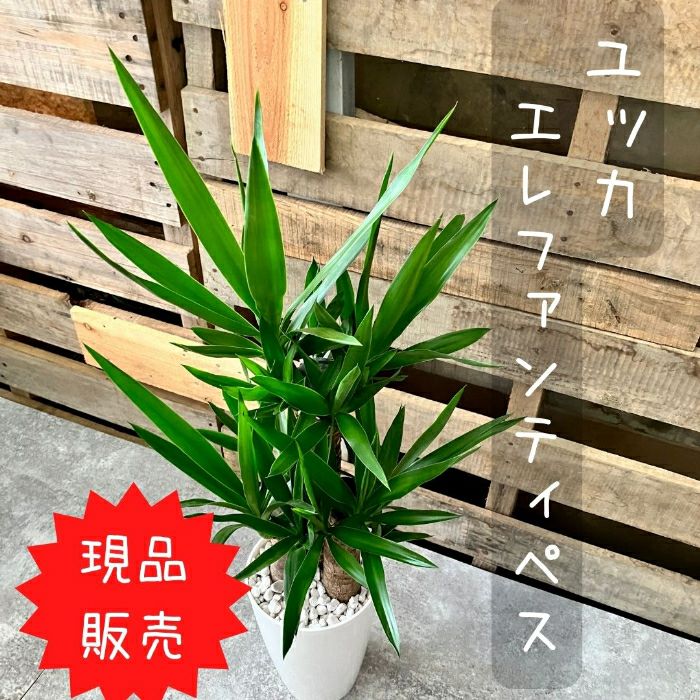 観葉植物現品販売
