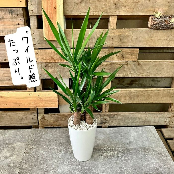 観葉植物現品販売