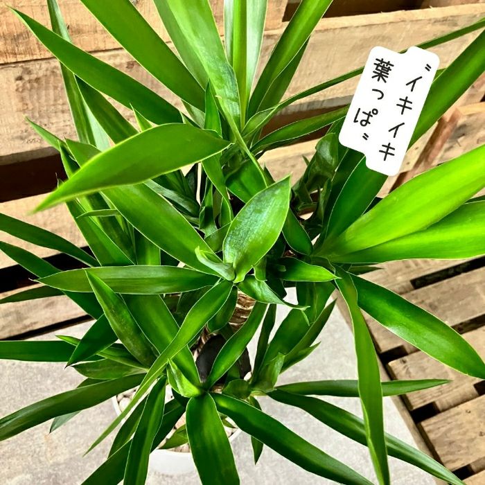 観葉植物現品販売