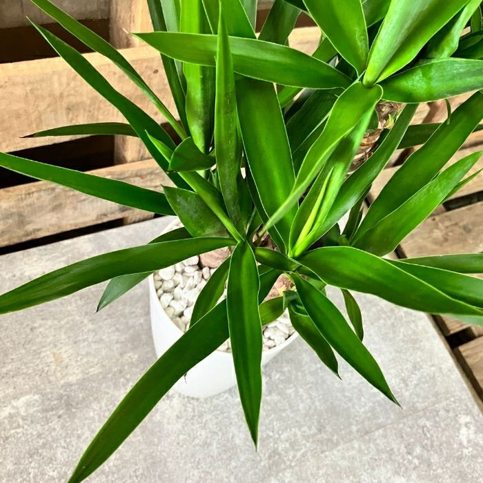 観葉植物現品販売