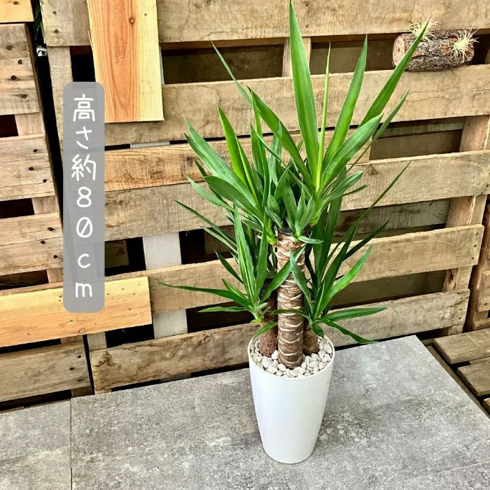 観葉植物現品販売