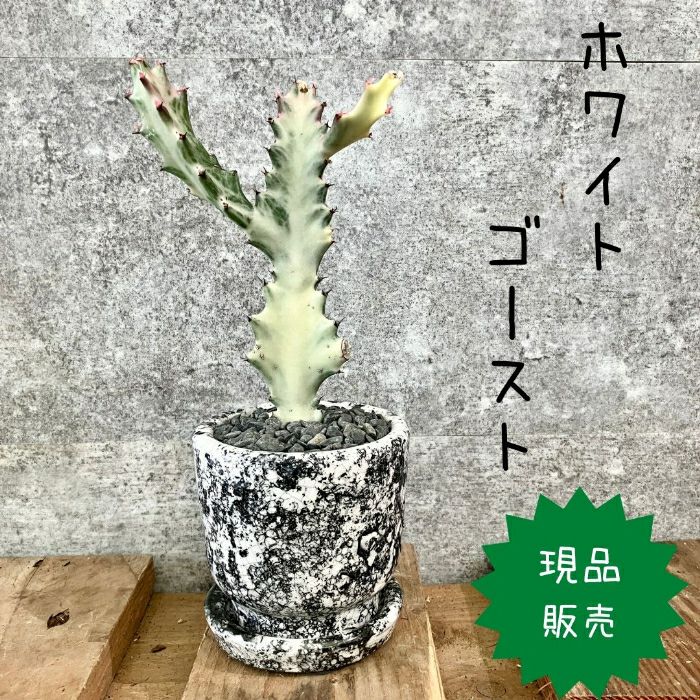 観葉植物現品販売