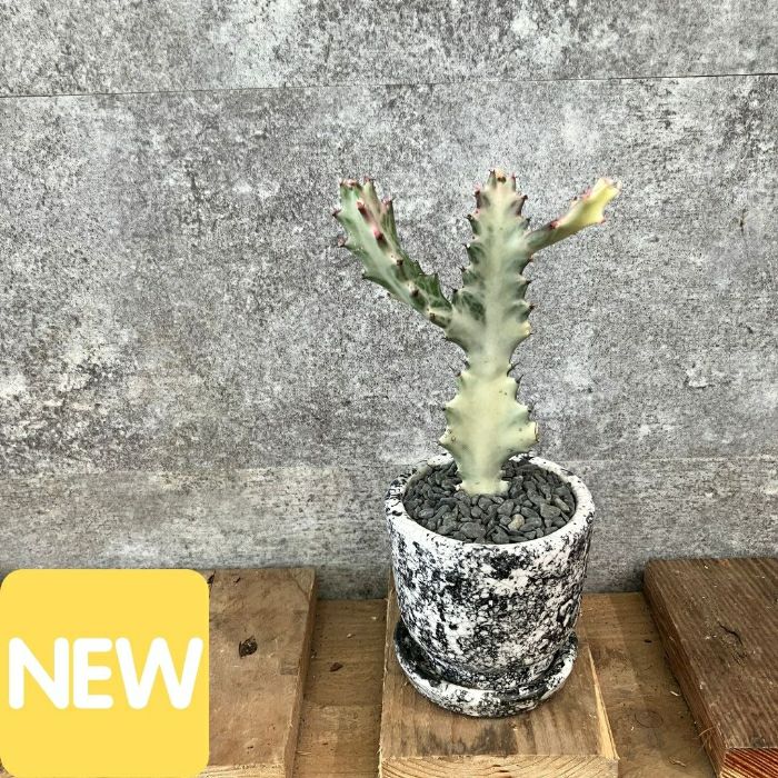 観葉植物現品販売