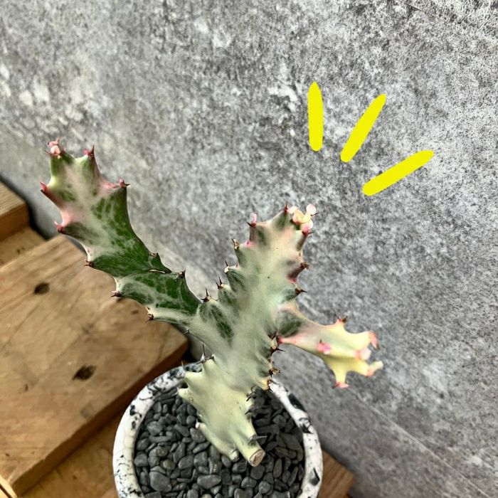 観葉植物現品販売