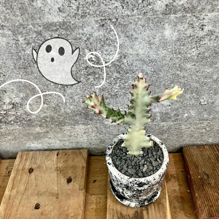 観葉植物現品販売