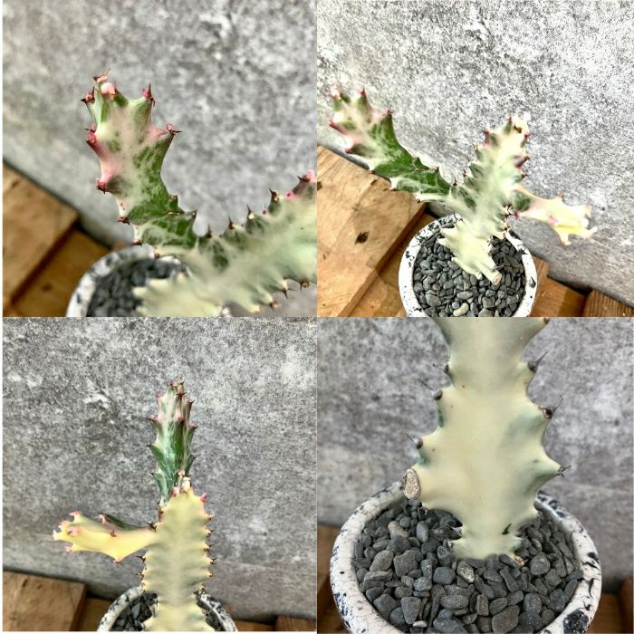 観葉植物現品販売