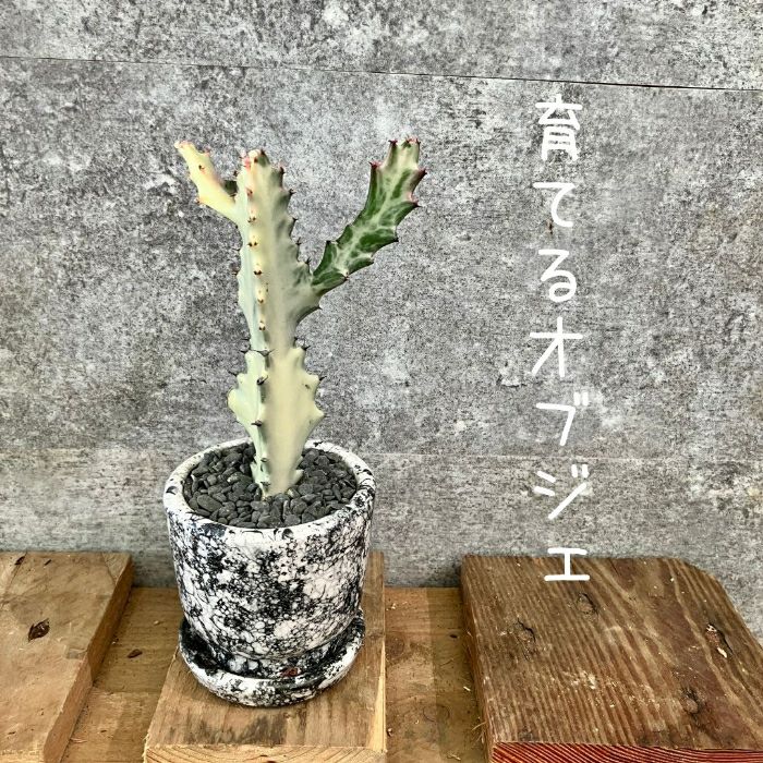 観葉植物現品販売