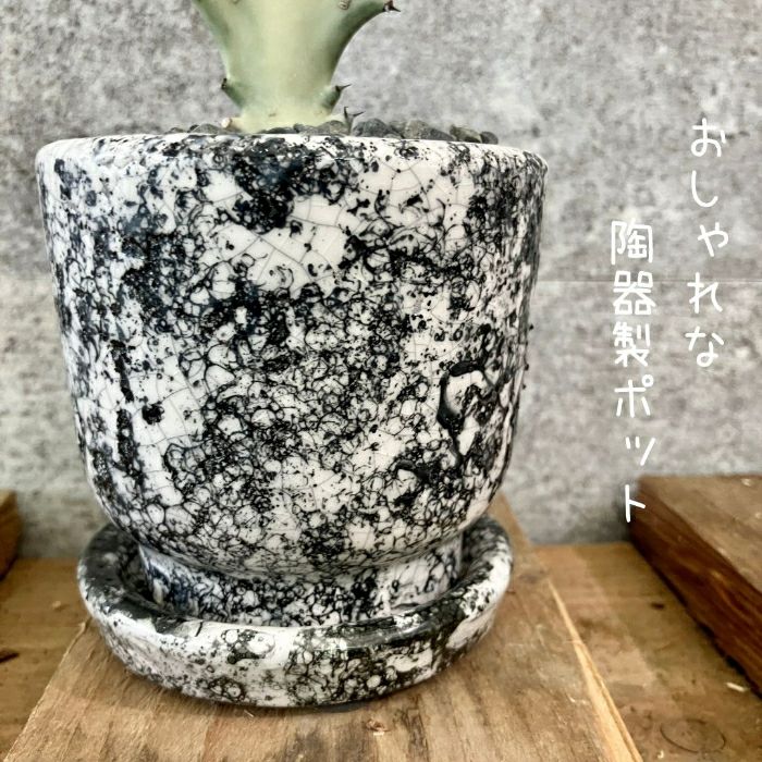 観葉植物現品販売