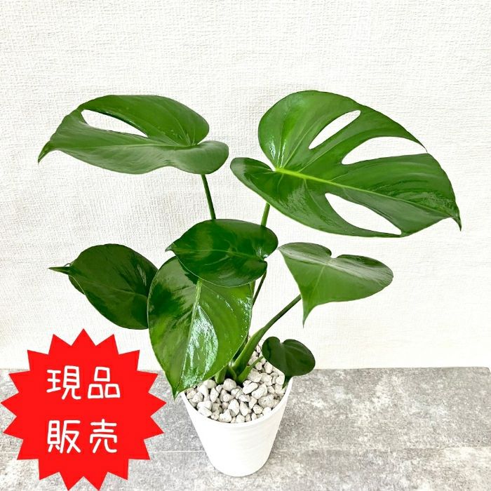 観葉植物現品販売